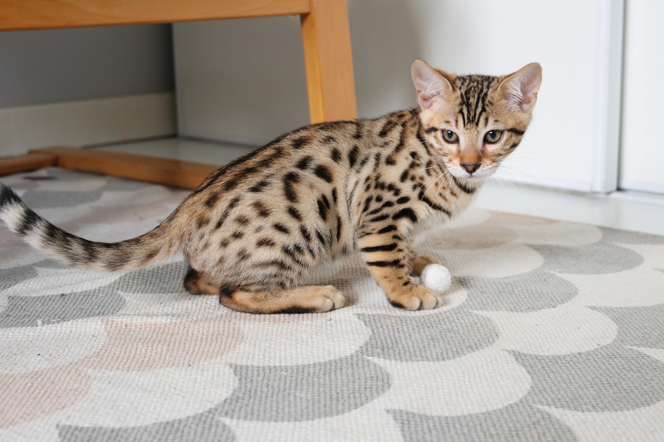 chaton bengal